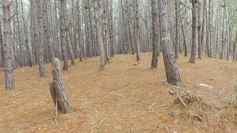 Walking in the woods Stock Footage 76678767