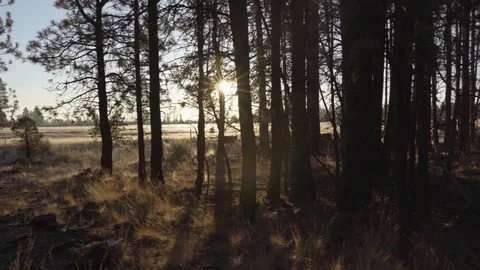 Walking in woods Stock Footage