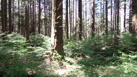 Walking in the woods Stock Footage 110721146