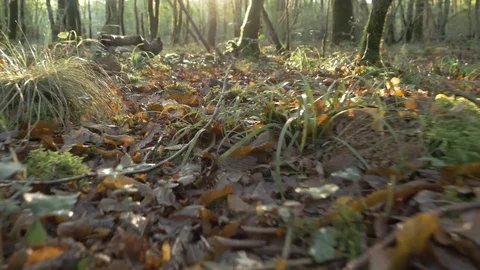 Walking in the woods Stock-Footage 119015587
