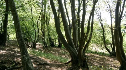 Walking in the woods Vídeo Stock 127291434