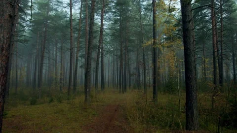 Walking in the woods. Stock Footage 141210727
