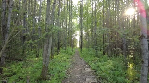 Walking in the woods 動画素材 159664653