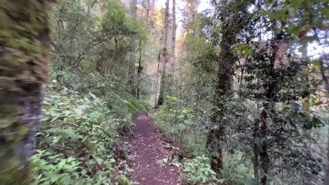 Walking in the woods Stock Footage 209161477