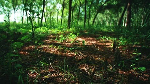 Walking in the woods Stock Footage 294870201