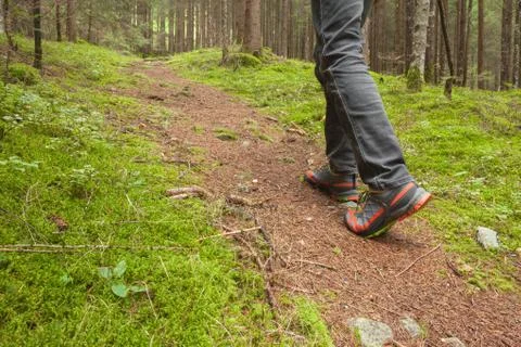 Walking in the woods long a path Stock Photos