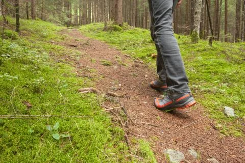 Walking in the woods long a path Stock Photos