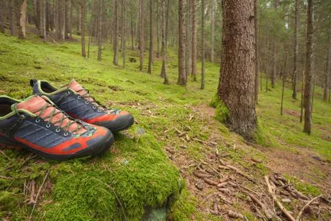 Walking in the woods long a path Stock Photos
