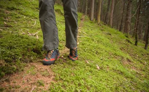Walking in the woods long a path Stock Photos
