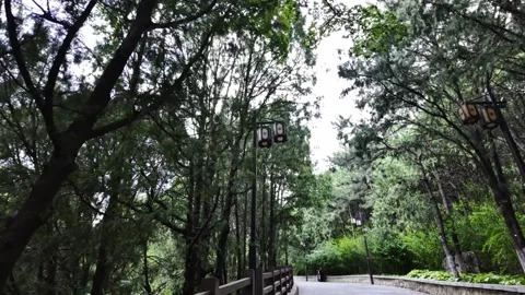 Walking in the Woods, Looking Up at the Lush Tree Tops Stock Footage 317474918