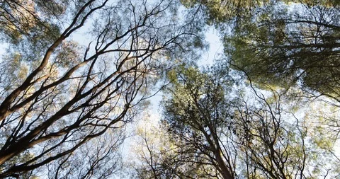 Walking in the woods looking up side to the tree canopy. 스톡 동영상 98286267