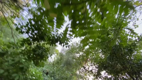 Walking in the woods, natural landscape. Concept for nature, living green, relax Stock Footage 249943989