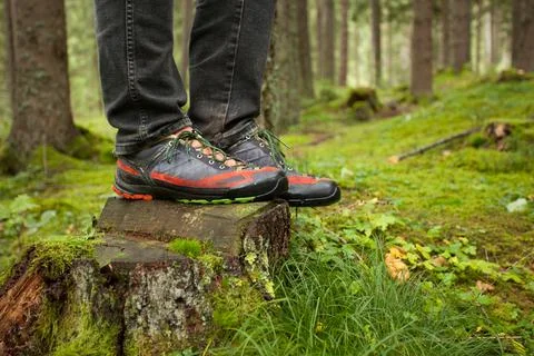Walking in the woods out of  path Stock Photos