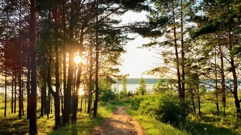 Walking in the woods.The path through the beautiful forest Stock Footage 114712747