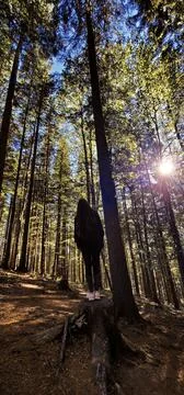 Walking in the woods Stock Photos