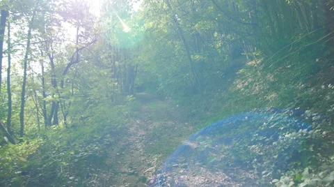 Walking in the woods POV Stock Footage 58932207