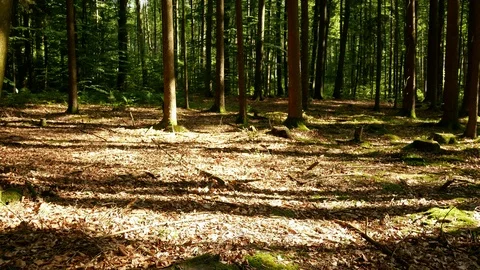 Walking in the woods in Spring / Summer Video stock 109334204