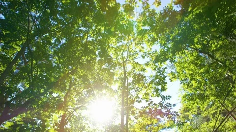 Walking in the woods, sun shining through, green Stock Footage 75492919