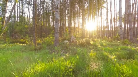Walking in the woods at sunset Stock Footage 89810257