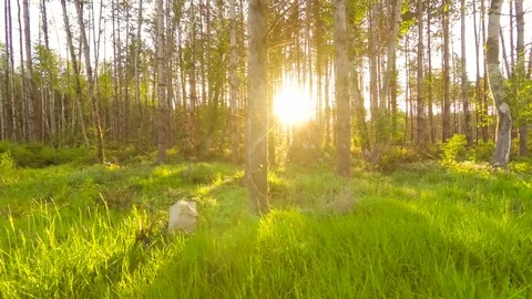 Walking in the woods at sunset Stock Footage 89840240