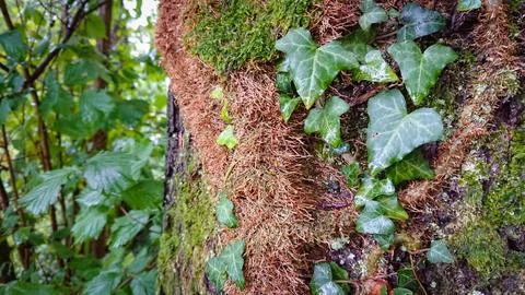 Walking in the woods. Trunks and tree stumps covered wild ivy and moss in a s Stock Photos