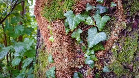 Walking in the woods. Trunks and tree stumps covered wild ivy and moss in a s Stock Photos