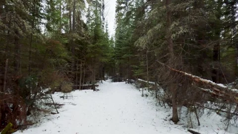Walking in woods in winter Stock Footage 275294203