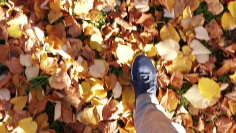 Walking on yellow and orange fallen leaves in autumn - colors of nature Stock Footage 164253013