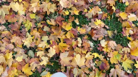 Walking on yellow and orange fallen leaves in autumn Stock Footage 219719626