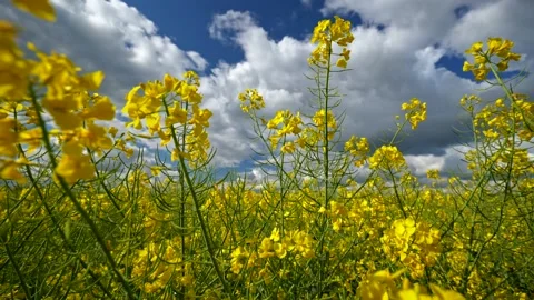 Walking by yellow rape plants in summer meadow. Cloudy blue sky background Stock Footage 130620032