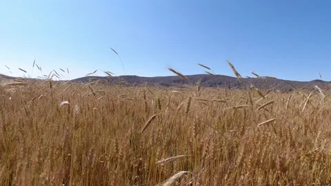 Walking in the yellow wheat field at summer Stock Footage 141426244