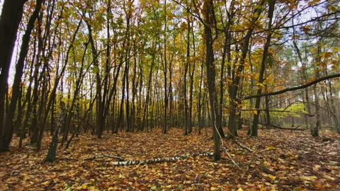 Walking in a young forest where the leaves are falling at the ground at autumn. Stock Footage 269078519