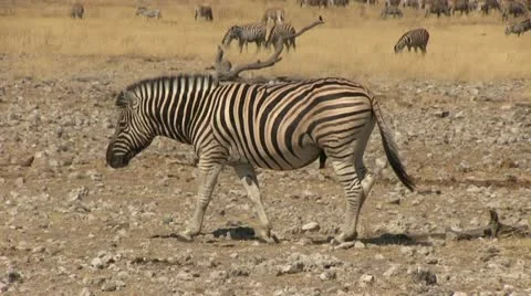 Walking zebra (2) Stock Footage 12133891