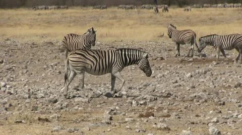 Walking zebra (3) Stock Footage 12133923