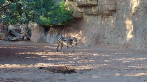 Walking zebra against rock Stock Footage 71622265