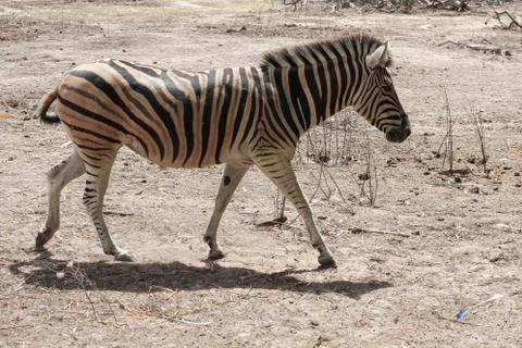 Walking zebra Stock Photos