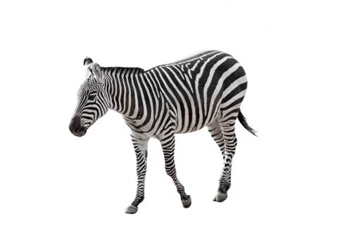 Walking zebra Stock Photos
