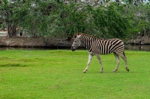 Walking zebra Stock Photos