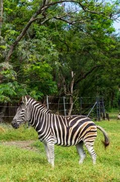 Walking zebra Stock Photos