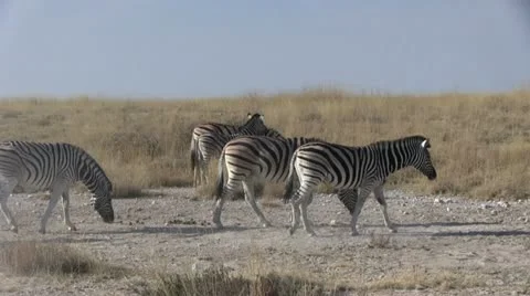 Walking zebras Stock Footage 12133983