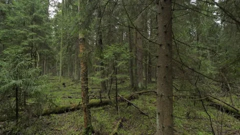 Walking_in_the_forest_in_spring 動画素材 130771785