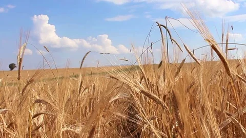 Walkingin wheat fields HD 1080 Stock-Footage 111633392