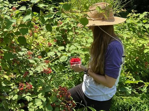 WalkingPickingRaspberies Stock Photos