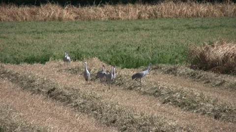 WalkingSandhillCranes Stock Footage 279050