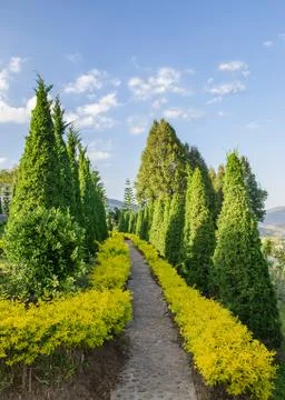 Walkpath along pine tree Stock Photos