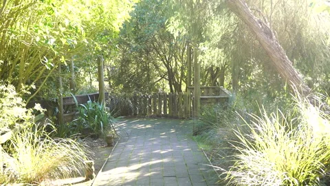 Walkpath through the bush Stock Footage 157093766