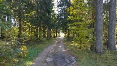 Walks along a forest trail. 動画素材 95942107
