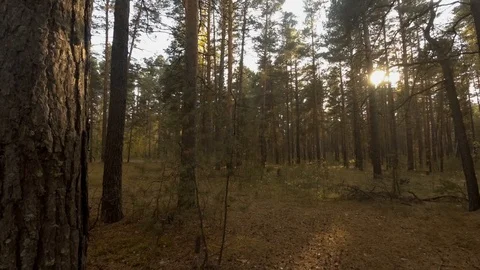 Walks in the autumn forest Stock Footage 97534525