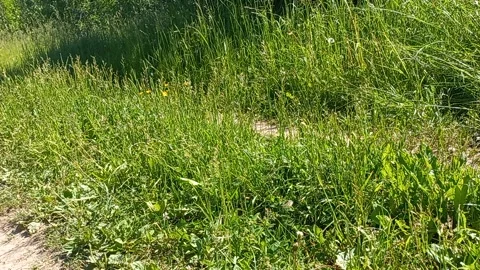 Walks Stock Footage 201992714