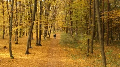 Walks through the autumn forest Stock Footage 142385749